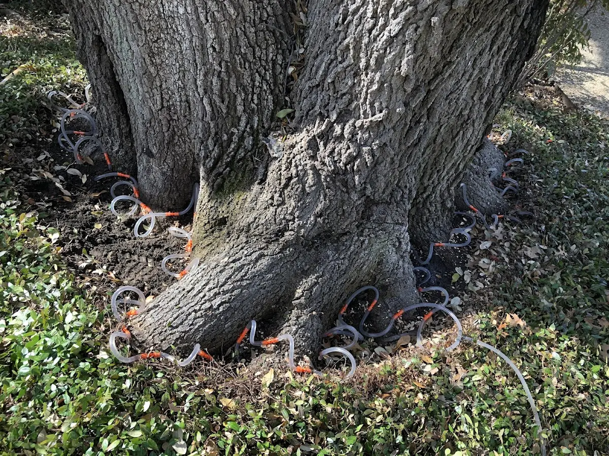 Detailed Tree Cabling and Bracing job site in Linn