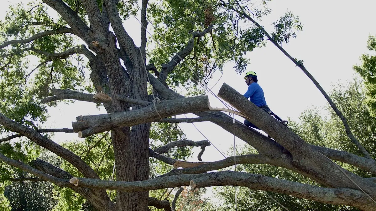 Professional Hazardous Tree Removal performed by certified arborists in Linn